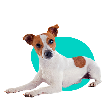 jack-russell-teri-r-ve-ker-informace-a-popis-plemene